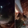 പാലക്കാട് സ്‌ഫോടക വസ്തു പൊട്ടിത്തെറിച്ച് 11 വയസുകാരന്റെ കാലിന് പരിക്കേറ്റ സംഭവം; പൊട്ടിയത് പന്നി പടക്കമാണെന്ന് സ്ഥിരീകരിച്ചു  