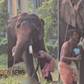 കൈവിട്ട കളി....! ആറ് മാസം പ്രായമായ കുട്ടിയെ ആനയുടെ തുമ്പിക്കൈയില്‍ ഇരുത്തി പാപ്പാന്റെ സാഹസം