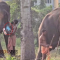 ആനയ്ക്കരികിൽ സ്വന്തം കൈകുഞ്ഞുമായി സാഹസം കാണിച്ച പാപ്പാൻ അറസ്റ്റിൽ