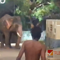 ചാലക്കുടിയിൽ കൊമ്പൻ ഇടഞ്ഞു; ഏറെ നേരത്തെ പരിശ്രമത്തിനൊടുവിൽ ആനയെ തളച്ചു
