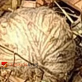 കല്ല്യാശ്ശേരിയിൽ ശുചീകരണത്തിനിടെ നാടൻ ബോംബ് കണ്ടെത്തി; ബോംബ് സ്ക്വാഡ് നിർവീര്യമാക്കി