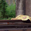 ബലപ്രയോഗം, തലയ്ക്ക് മാരക പരിക്ക്; കോട്ടയം സ്വദേശിനി കൊല്ലപ്പെട്ടത് അതിക്രൂരമായി, വൈറ്റില കൊലപാതകത്തിലെ പോസ്റ്റ്മോർട്ടം റിപ്പോർട്ട്