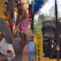 ക്ഷേത്രോത്സവത്തിൽ ശീവേലിയ്ക്ക് കോലം കെട്ടുന്നതിനിടെ യുവാവിനെ തുമ്പിക്കൈ കൊണ്ട് എടുത്തെറിഞ്ഞ് ആന; തളച്ചത് ഏറെ നേരത്തെ പരിശ്രമത്തിനൊടുവിൽ