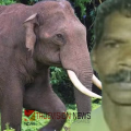 വന വിഭവങ്ങൾ ശേഖരിക്കാൻ പോയപ്പോൾ കാട്ടാന ആക്രമണം; തൃശ്ശൂരിൽ വനം വകുപ്പ് വാച്ചർക്ക് ദാരുണാന്ത്യം