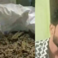 ആയുർവേദ തൈലത്തിന് പകരം കഞ്ചാവും ഹാഷിഷ് ഓയിലും; തൃശൂരിൽ മരുന്ന് കച്ചവടക്കാരൻ ലഹരിയുമായി പിടിയിൽ