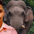 മണ്ണാര്‍ക്കാട് കാട്ടാന ആക്രമണത്തില്‍ ഫോറസ്റ്റ് വാച്ചര്‍ക്ക് ദാരുണാന്ത്യം