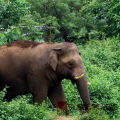 മരണം മുന്നിൽക്കണ്ട നിമിഷം ....; അതിരപ്പള്ളിയിൽ ബൈക്ക് യാത്രികരെ കാട്ടാന ആക്രമിച്ചു