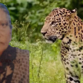 അതിരപ്പള്ളി മലക്കപ്പാറയിൽ പുലിയുടെ ആക്രമണത്തിൽ വയോധിക കൊല്ലപ്പെട്ടു, മൃതദേഹം പുലി ഭക്ഷിച്ച നിലയിൽ
