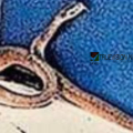 ആലുവയിൽ എടിഎം കൗണ്ടറിൽ 'അതിഥി'യായി മൂർഖൻ