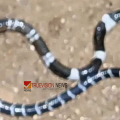 അനോഷ് കണ്ണ് തുറന്നു: കൊടകരയില്‍ പാമ്പുകടിയേറ്റ് ചികിത്സയില്‍ കഴിയുന്ന കുട്ടിയുടെ ആരോഗ്യ നിലയില്‍ പുരോഗതി