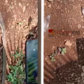ചക്ക വീണ് മൂർഖൻ പാമ്പ് ചത്തു;ചക്കയെടുക്കാൻ ചെന്ന വീട്ടുകാർ ഞെട്ടി