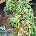നാറ്റം സഹിക്കവയ്യാതെ നാട്ടുകാർ; കുറ്റ്യാടി-നാദാപുരം പാലത്തിനടിയിൽ മാലിന്യം തള്ളിയതായി പരാതി; അധികൃതർ പരിശോധന നടത്തി