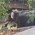 അങ്കമാലിയിൽ ആന പാപ്പാനെ ചവിട്ടിക്കൊന്നു; രണ്ടാം പാപ്പാൻ ഗുരുതരാവസ്ഥയിൽ, ആക്രമണം ആനയെ തളക്കാന്‍ ശ്രമിക്കുന്നതിനിടെ