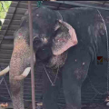 ഇരിങ്ങാലക്കുട കൂടല്മാണിക്യം ക്ഷേത്രത്തില് ആന ഇടഞ്ഞു പാപ്പാനെ ചവിട്ടി കൊന്നു