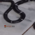 കോടാലിയിൽ പാമ്പ് ഭീതി തുടരുന്നു: അറ്റാച്ച്ഡ് ബാത്ത്റൂമിലും വെള്ളിക്കെട്ടൻ, വീട്ടമ്മ രക്ഷപ്പെട്ടത് അത്ഭുതകരമായി