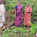 കണ്ണീരിലാക്കി ചുഴലിക്കാറ്റ്; കർഷകരുടെ കൃഷി പൂർണ്ണമായി നശിച്ചു ,അടിയന്തര ധനസഹായത്തിന് ആവശ്യം