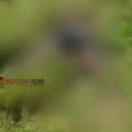 കഴുത്തറുത്ത് പ്രണയപ്പക; 22-കാരിയെ മുൻ കാമുകൻ കാട്ടിലേക്ക് കൂട്ടിക്കൊണ്ടുപോയി കഴുത്തുഞെരിച്ച് കൊലപ്പെടുത്തി, തല സിമന്റ് കട്ടയ്ക്ക് അടിച്ചുതകർത്തു!