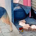 കോഴിക്കോട് കൊയിലാണ്ടിയിൽ ഷവർമ ഉണ്ടാക്കാനായി കടയിലേക്ക് എത്തിച്ച ചിക്കൻ തെരുവുനായ്ക്കൾ കടിച്ചു പറിച്ചു, കട അടക്കാൻ നോട്ടീസ് 