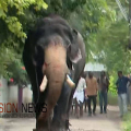 തൃശ്ശൂരിൽ ആനയിടഞ്ഞു; പാപ്പാന് പരിക്ക് , വിരണ്ടോടിയത് കുളികഴിഞ്ഞ് പോകുന്നതിനിടയിൽ