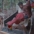 നാദാപുരം സ്വദേശിയുടെ സമയോചിതമായ ഇടപെടൽ; പാനൂരിൽ വീടിന്റെ ഓട് മാറ്റുന്നതിനിടെ മുകളിൽ നിന്ന് വീണ തൊഴിലാളിക്ക് രക്ഷകനായി സഹപ്രവർത്തകൻ