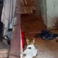 ചോറുകൊടുത്ത കൈക്ക് കാവലായി പൂച്ചപ്പട...! കോഴിക്കോട് വടകരയിൽ മൂര്ഖന്റെ കടിയില് നിന്നും വീട്ടുകാരെ രക്ഷിച്ച് വളർത്തു പൂച്ചകൾ