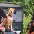 'നായ്ക്കളെ തീറ്റിച്ചും വിഡിയോ ഇറക്കിയും കൊലക്കേസ് പ്രതി ഉല്ലസിക്കുമ്പോൾ വേദനിച്ചത് ഒരു കുടുംബം മാത്രമല്ല, രമേശ് ചെന്നിത്തലക്ക് അഭിവാദ്യങ്ങൾ’ - താര ടോജോ അലക്സ്