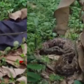  കണ്ടാൽ തന്നെ  പേടിച്ചുപോകും....! കോഴിക്കോട്  മുക്കത്ത് വീട്ടുവളപ്പിൽ നിന്ന് 50 കിലോയിലധികം ഭാരമുള്ള കൂറ്റൻ പെരുമ്പാമ്പിനെ പിടികൂടി