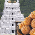 2025-നെ മലർത്തിയടിച്ചു! തിരുപ്പതിയിൽ ലഡ്ഡു വിൽപ്പനയിൽ പുതിയ ചരിത്ര റെക്കോർഡ്; മെയ് മാസത്തിൽ വിറ്റത് 1.2 കോടിയിലധികം ലഡ്ഡു