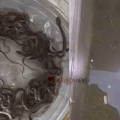 വാട്ടർ ടാങ്കോ പാമ്പിൻ കൂടോ...? വീടിന്റെ വാട്ടർ ടാങ്കിൽ നിന്ന് വെള്ളത്തിന് പകരം വന്നത് 27 പാമ്പിൻ കുഞ്ഞുങ്ങൾ, ഞെട്ടിക്കുന്ന കാഴ്ച