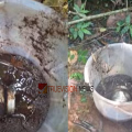 നാദാപുരം വളയത്ത് കുഴിച്ചിട്ട നിലയിൽ രണ്ട് സ്റ്റീൽ ബോംബുകൾ കണ്ടെത്തി, ഒന്ന് തുരുമ്പ് എടുത്ത് നശിച്ച നിലയിൽ