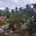 കോഴിക്കോട് ഉള്ള്യേരിയിൽ കാറ്റിൽ മരം പൊട്ടിവീണ് സ്കൂട്ടർ യാത്രക്കാരന് ദാരുണാന്ത്യം