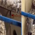 നായയ്ക്ക് പിന്നാലെ പാഞ്ഞെത്തി, ലക്ഷ്യം തെറ്റി വീട്ടിനുള്ളിൽ; പാതിരാത്രി  വീട്ടിൽ കയറിയ 'അതിഥി'യെ കണ്ട് വീട്ടുകാർ ഞെട്ടി ഓടി