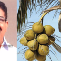 കുറ്റ്യാടിയുടെ നാളികേരപ്പെരുമ നിയമസഭയിലേക്ക്; സ്വപ്ന പദ്ധതിക്ക് എം.എൽ.എയുടെ ഇടപെടൽ