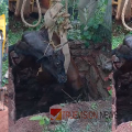 ഉപയോഗശൂന്യമായ സെപ്റ്റിക് ടാങ്കിൽ വീണ പശുവിനെ അഗ്നിരക്ഷസേന രക്ഷപ്പെടുത്തി