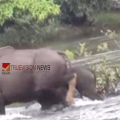 ജാനകിക്കാട് പുഴയിൽ കൂട്ടത്തോടെ കാട്ടുപോത്തുകളിറങ്ങി; ജനവാസമേഖലയിൽ കടുത്ത ഭീതി