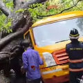 മുംബൈയിൽ സ്കൂൾ ബസിന് മുകളിലേക്ക് മരം മറിഞ്ഞു വീണ് അപകടം; 10 വിദ്യാർത്ഥികൾക്ക് പരിക്ക്, ഒരു കുട്ടി കുടുങ്ങിക്കിടക്കുന്നു