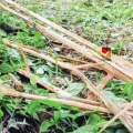കാട്ടാനശല്യം രൂക്ഷം; വളയം, ചെക്യാട് പഞ്ചായത്തുകളിൽ ലക്ഷങ്ങളുടെ കൃഷിനാശം
