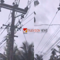ഇതൊരു വള്ളിയാവും; എടച്ചേരിയിൽ വൈദ്യുതി ലൈനുകളിൽ വള്ളിപ്പടർപ്പുകൾ അപകടഭീഷണി ഉയർത്തുന്നു