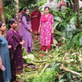 ജനങ്ങൾ ഭീതിയിൽ; തൊട്ടിൽപ്പാലം ചുരണിയിൽ കാട്ടാനശല്യം രൂക്ഷം