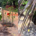 നടപടി വേണം; നരിക്കാട്ടേരി കനാൽ റോഡിലെ അപകടകരമായ ഗർത്തം, അടിയന്തര നടപടി ആവശ്യപ്പെട്ട് എസ്.ഡി.പി.ഐ