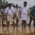 സമൃദ്ധിയുടെ കൈപ്പുണ്യം; നാല് വർഷത്തെ ഇടവേളയ്ക്ക് ശേഷം പയേരിക്കണ്ടത്ത് വീണ്ടും നെൽകൃഷി പുനരാരംഭിച്ചു