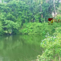 റോഡും കുളവും തിരിച്ചറിയാനാവില്ല; എടച്ചേരിയിൽ മരണക്കെണിയായി ഉപേക്ഷിക്കപ്പെട്ട പാറമടകൾ, സുരക്ഷാ ഭിത്തി വേണമെന്ന് നാട്ടുകാർ
