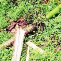 ചെക്യാട് കണ്ടിവാതുക്കലിൽ വീണ്ടും കാട്ടാനശല്യം രൂക്ഷം; കൃഷി നശിപ്പിച്ചു