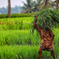 എടച്ചേരിയിൽ നാളെ 'കിസാൻ ഗോഷ്ഠി 2026'; കർഷകർക്കായി വിപുലമായ പരിപാടികൾ