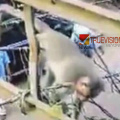 സങ്കട കാഴ്ച്ച; നാദാപുരത്ത് വൈദ്യുതാഘാതമേറ്റ് കുരങ്ങ് ചത്തു, കുട്ടി അത്ഭുതകരമായി രക്ഷപെട്ടു 
