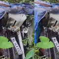 തൊട്ടിൽപ്പാലത്ത് നിയന്ത്രണം വിട്ട കാർ മരത്തിലിടിച്ച് കാനയിലേക്ക് മറിഞ്ഞു; അഞ്ച് പേർക്ക് പരിക്കേറ്റു