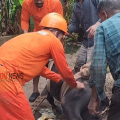 കൊയിലാണ്ടിയിൽ സെപ്റ്റിക് ടാങ്കിൽ വീണ പോത്തിനെ അഗ്നിരക്ഷാസേന രക്ഷപ്പെടുത്തി