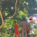 നെല്യാടിക്കടവിൽ മരക്കൊമ്പ് പൊട്ടിവീണു; അഗ്നിരക്ഷാസേനയുടെ ഇടപെടലിൽ അപകടം ഒഴിവായി
