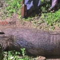 കാട്ടുപന്നി ശല്യം രൂക്ഷം; പ്രതിരോധ നടപടികളുമായി ചോറോട് പഞ്ചായത്ത്