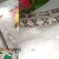  ഇത് ആരുടെ പണി?  കോഴിക്കോട് കൊയിലാണ്ടിയിൽ ഹരിത കർമസേനയുടെ ചാക്കിൽ കെട്ടി ഉപേക്ഷിച്ച നിലയിൽ പെരുമ്പാമ്പ്